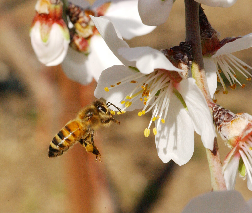 almond pollination