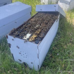 Local 5 Frame Honey Bee Nuc - Sonora, CA